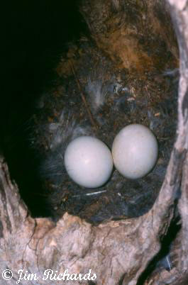 Photo (13): Barred Owl