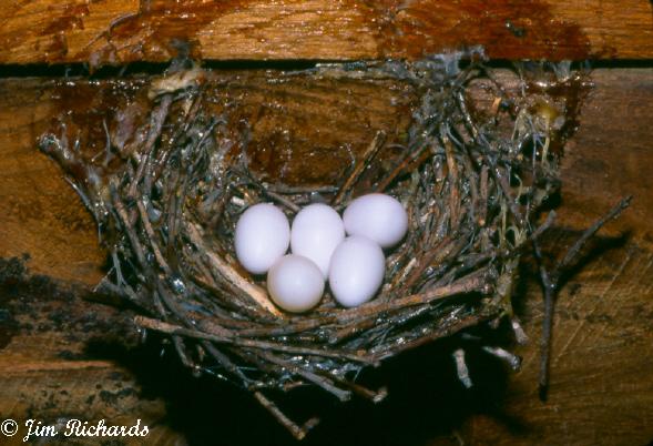 Photo (4): Chimney Swift
