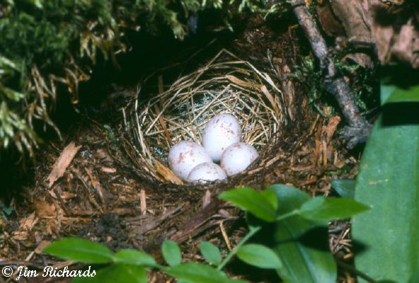 Photo (18): Yellow-bellied Flycatcher