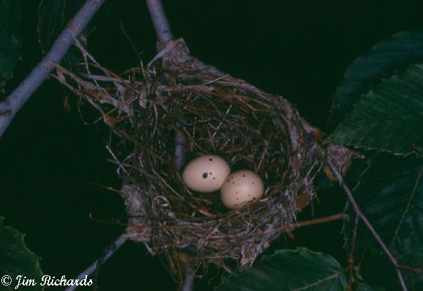 Photo (16): Acadian Flycatcher