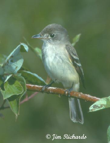 Photo (5): Alder Flycatcher