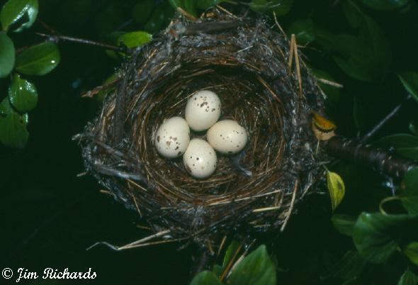 Photo (11): Alder Flycatcher