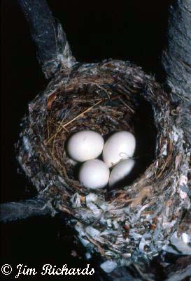 Photo (23): Least Flycatcher