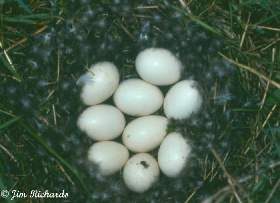 Photo (26): American Wigeon