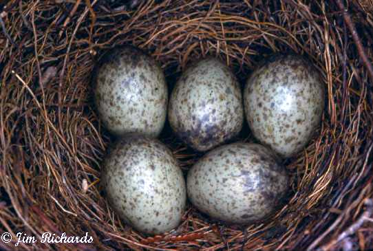 Photo (15): Blue Jay