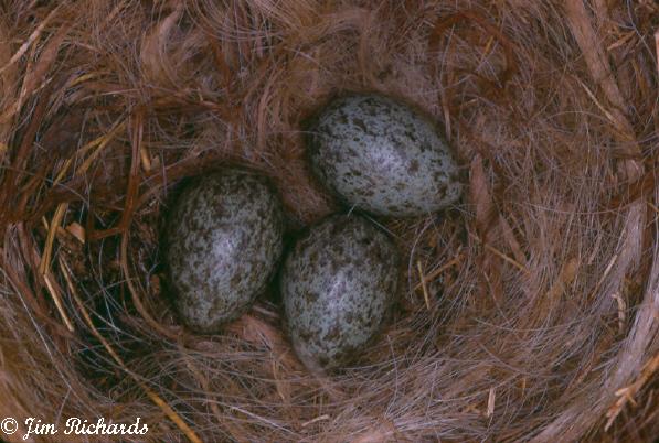 Photo (6): American Crow