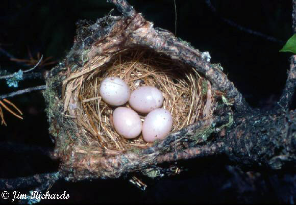 Photo (24): Blue-headed Vireo