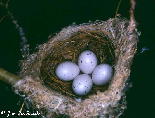 Photo (28): Warbling Vireo