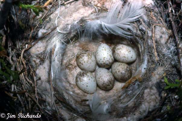 Photo (23): Loggerhead Shrike