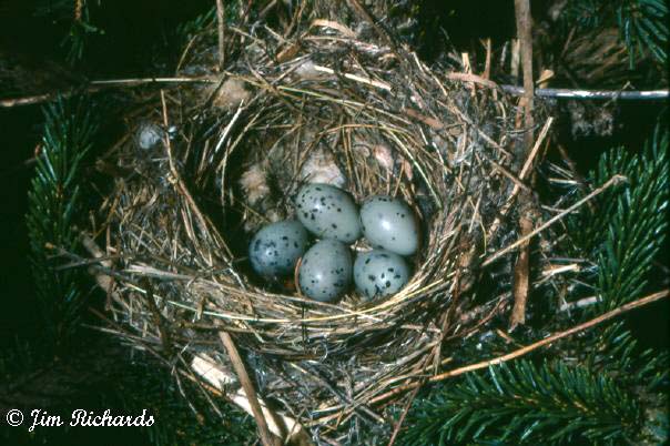 Photo (28): Cedar Waxwing