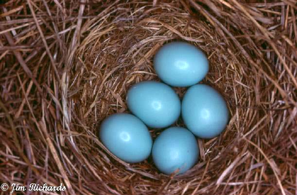 Photo (30): Eastern Bluebird