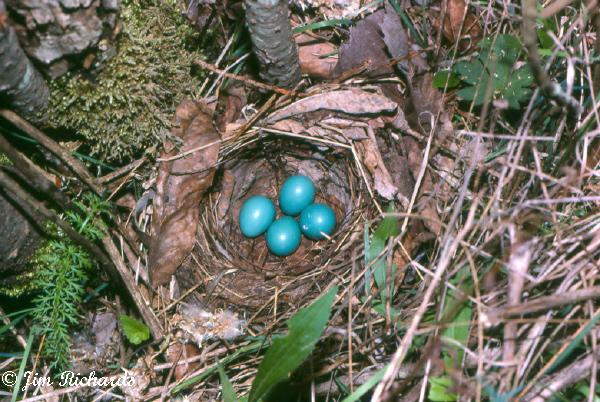 Photo (7): Veery