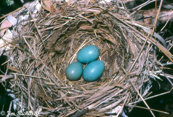 Photo (10): Swainson's Thrush