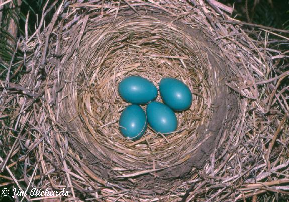 Photo (29): American Robin