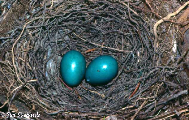 Photo (23): Gray Catbird