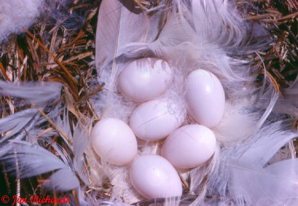 Photo (20): Tree Swallow