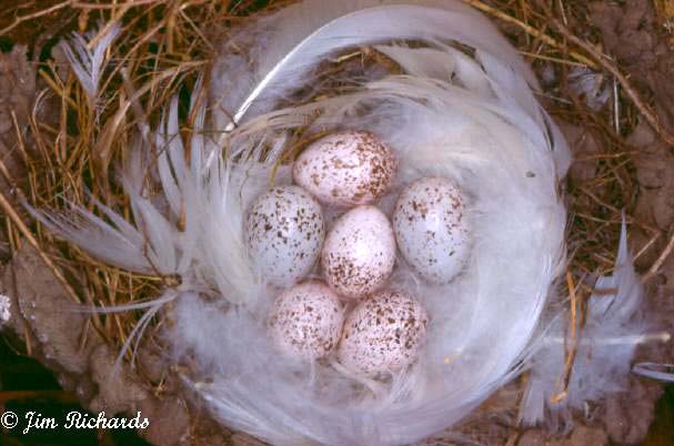 Photo (22): Barn Swallow