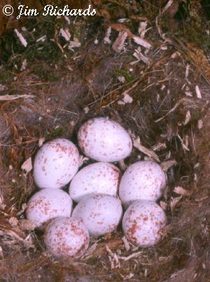 Photo (12): Black-capped Chickadee