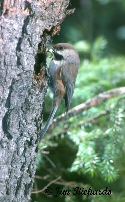 Photo (4): Boreal Chickadee