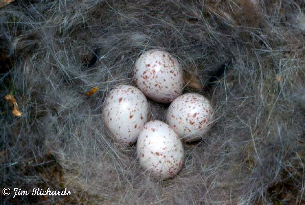 Photo (7): Boreal Chickadee
