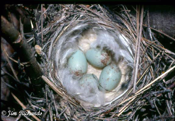 Photo (9): Common Redpoll