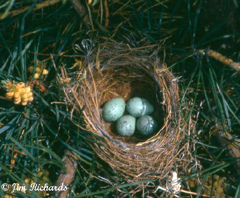 Photo (8): Purple Finch