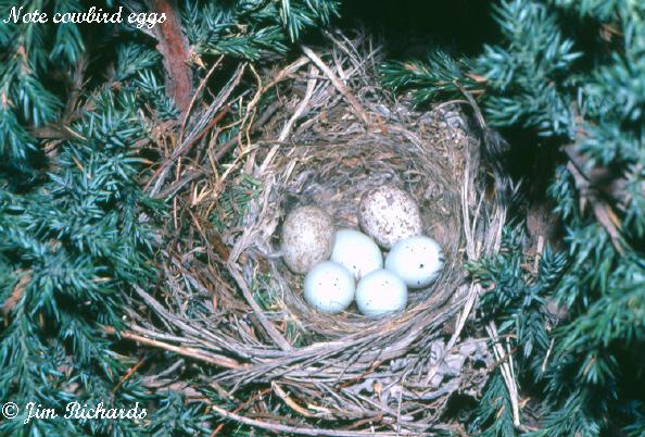 Photo (14): House Finch