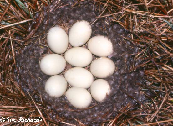 Photo (24): Northern Shoveler