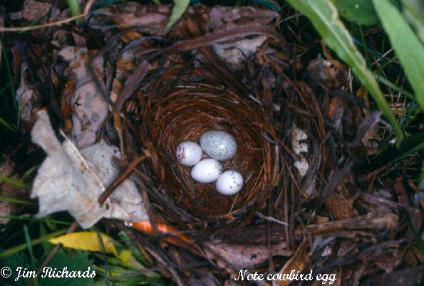 Photo (14): Golden-winged Warbler