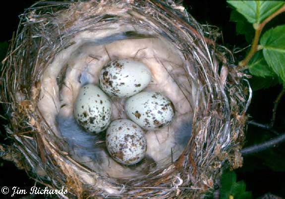 Photo (30): Yellow Warbler