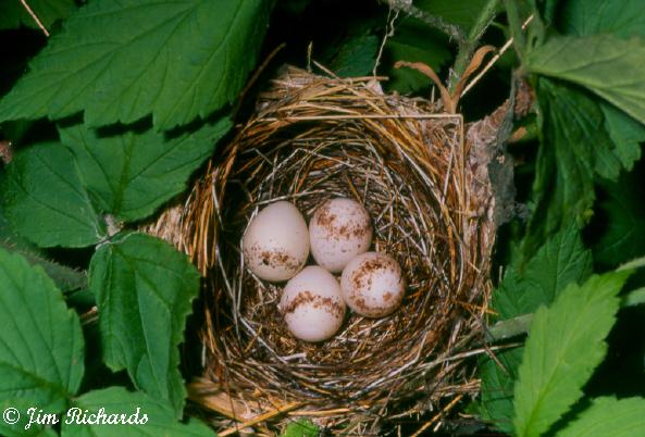 Photo (23): Chestnut-sided Warbler