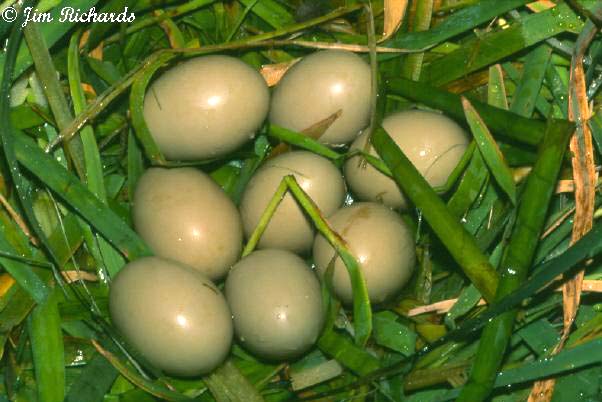 Photo (18): Canvasback