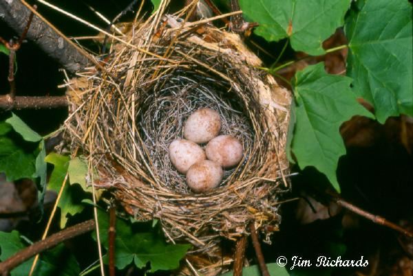 Photo (22): Black-throated Blue Warbler