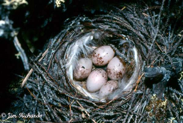 Photo (29): Yellow-rumped Warbler