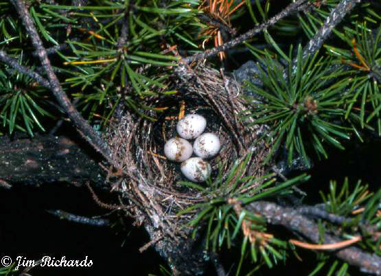 Photo (20): Blackburnian Warbler