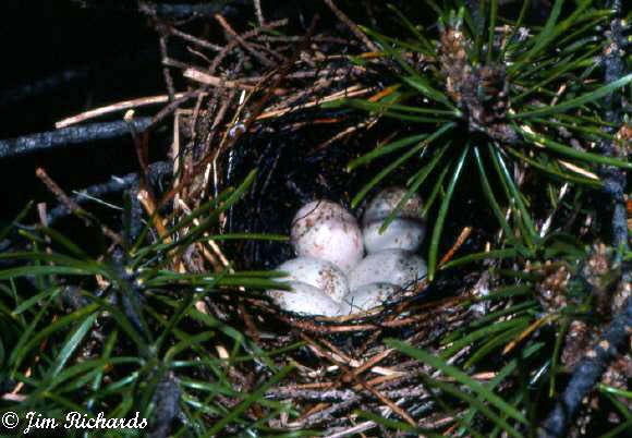 Photo (13): Bay-breasted Warbler