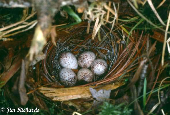 Photo (28): Black-and-white Warbler
