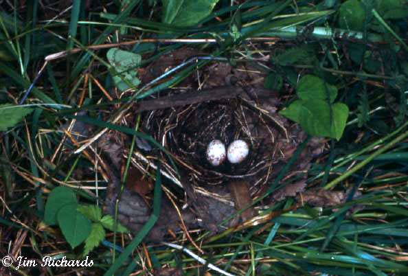 Photo (9): Mourning Warbler