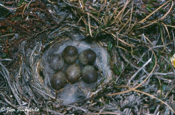 Photo (11): Lapland Longspur