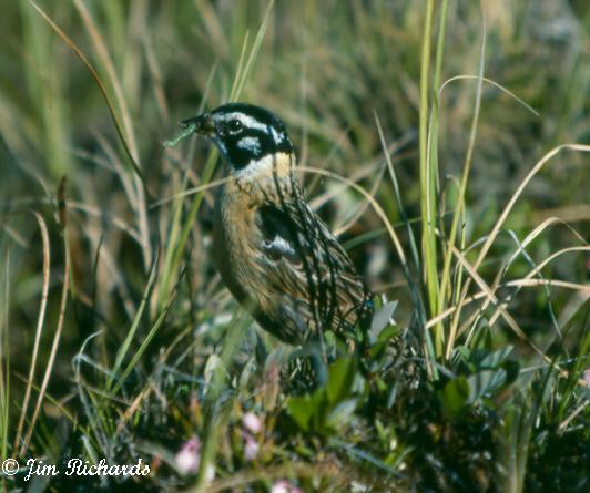 Photo (3): Smith's Longspur