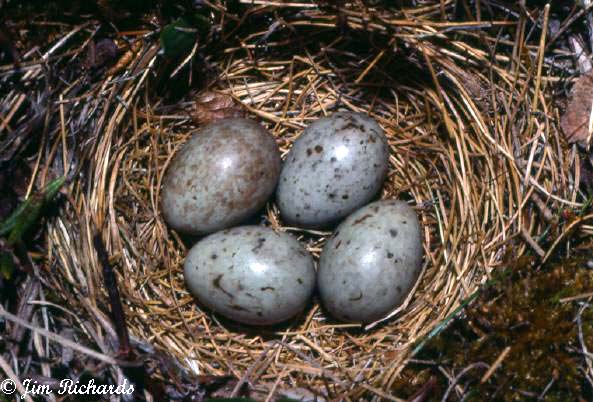 Photo (4): Smith's Longspur