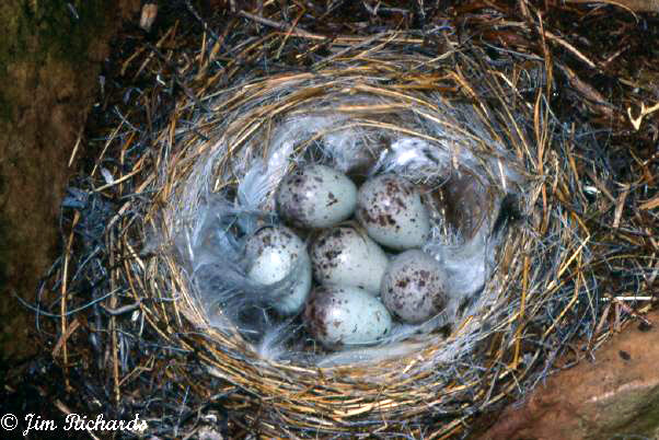 Photo (11): Snow Bunting