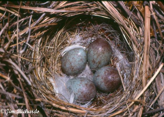 Photo (24): White-crowned Sparrow
