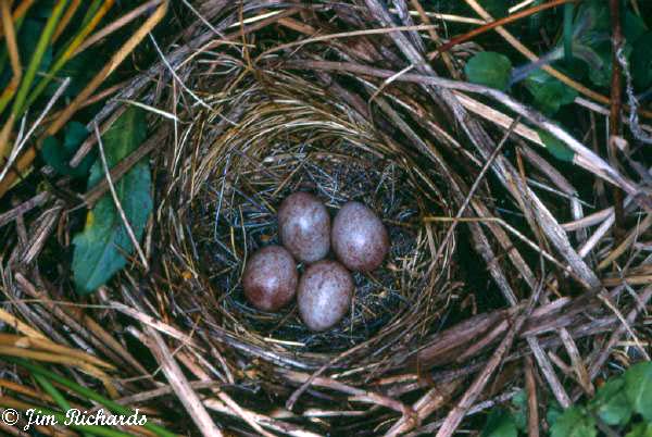Photo (25): White-throated Sparrow