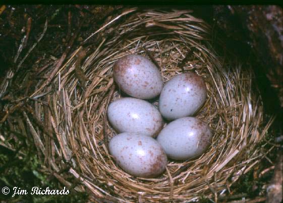 Photo (22): Dark-eyed Junco