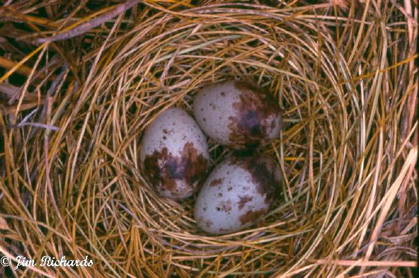 Photo (22): Savannah Sparrow