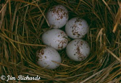 Photo (20): Grasshopper Sparrow
