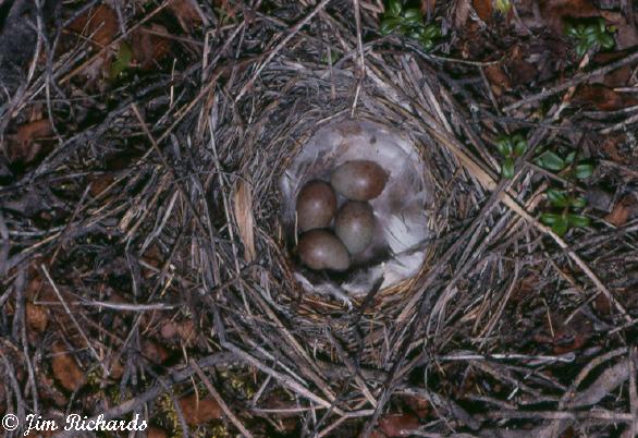 Photo (9): American Tree Sparrow