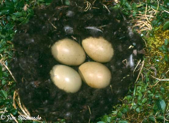 Photo (10): King Eider