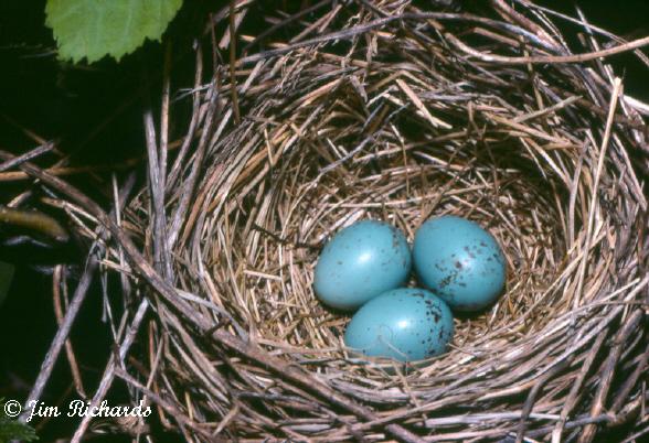 Photo (23): Clay-colored Sparrow